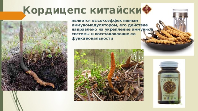 Кордицепс китайский является высокоэффективным иммуномодулятором, его действие направлено на укрепление иммунной системы и восстановление ее функциональности 