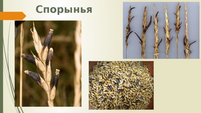 Спорынья 