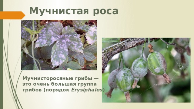 Мучнистая роса Мучнисторосяные грибы — это очень большая группа грибов (порядок  Erysiphales )  
