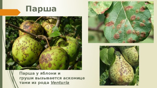 Парша Парша у яблони и груши вызывается аскомицетами из рода  Venturia 