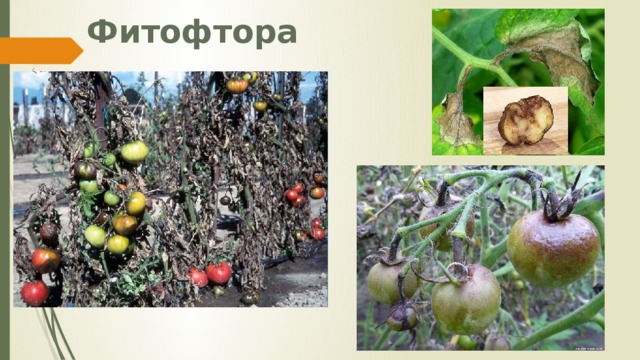Фитофтора 