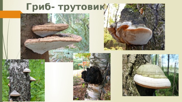 Гриб- трутовик 