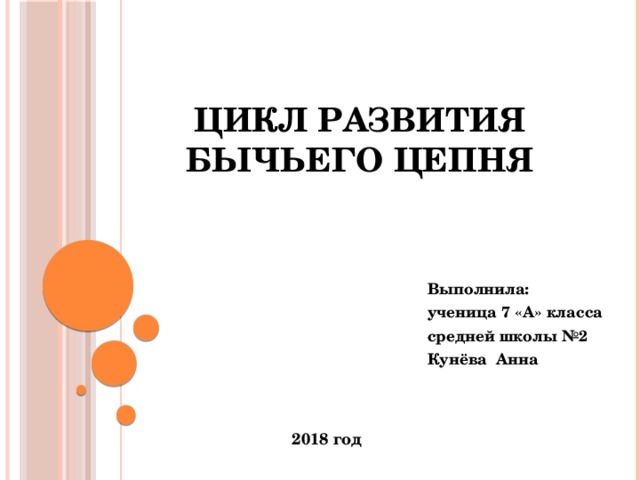 Цикл развития  бычьего цепня Выполнила: ученица 7 «А» класса средней школы №2 Кунёва Анна  2018 год 