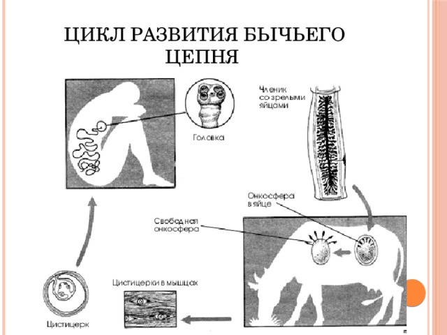 Цикл развития бычьего цепня 