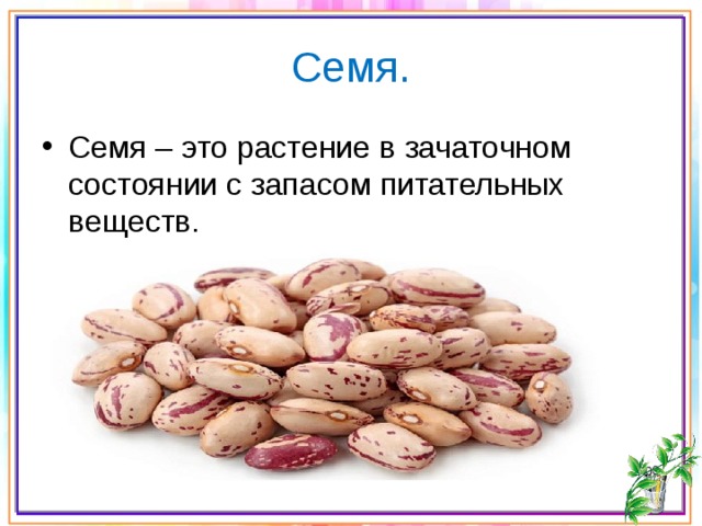 Семя. Семя – это растение в зачаточном состоянии с запасом питательных веществ. 