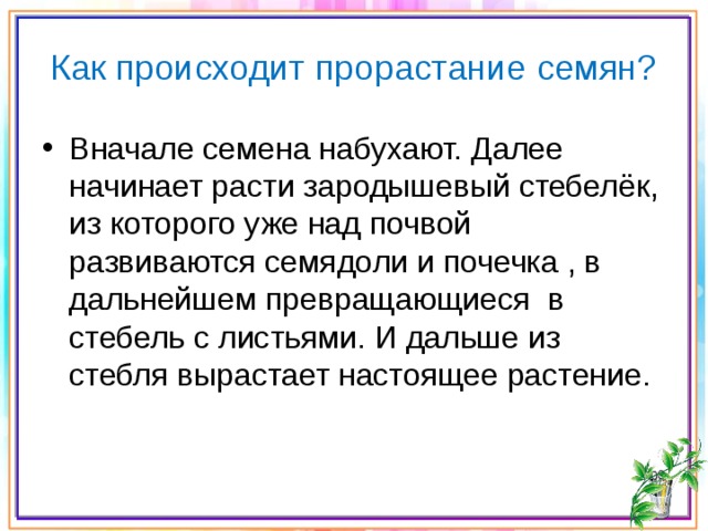 Как происходит прорастание семян? Вначале семена набухают. Далее начинает расти зародышевый стебелёк, из которого уже над почвой развиваются семядоли и почечка , в дальнейшем превращающиеся в стебель с листьями. И дальше из стебля вырастает настоящее растение. 