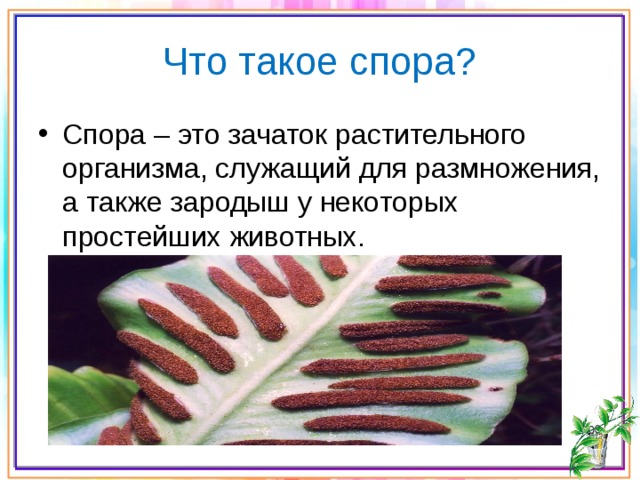 Что такое спора? Спора – это зачаток растительного организма, служащий для размножения, а также зародыш у некоторых простейших животных. 