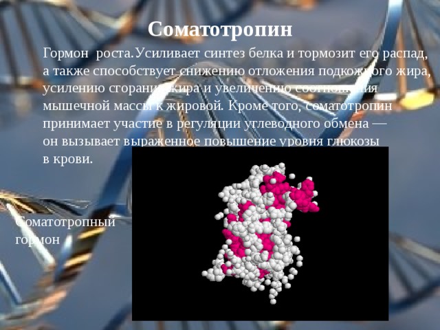 Соматотропин Гормон роста. У силивает синтез белка и тормозит его распад,  а также способствует снижению отложения подкожного жира , усилению сгорания жира и увеличению соотношения мышечной массы к жировой. Кроме того, соматотропин принимает участие в регуляции углеводного обмена — он вызывает выраженное повышение уровня глюкозы в крови . Соматотропный гормон 
