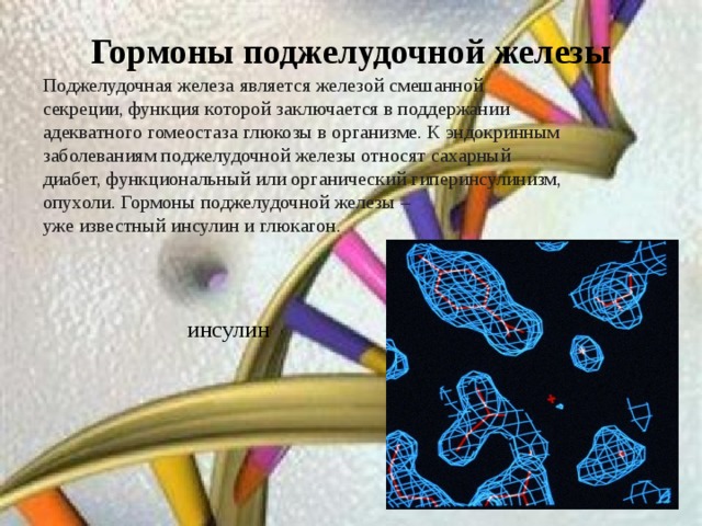 Гормоны поджелудочной железы Поджелудочная железа является железой смешанной с екреции , функция которой заключается в поддержании адекватного гомеостаза глюкозы в организме. К эндокринным заболеваниям поджелудочной железы относят сахарный диабет, функциональный или органический гиперинсулинизм, опухоли. Гормоны поджелудочной железы – уже известный инсулин и глюкагон. инсулин 