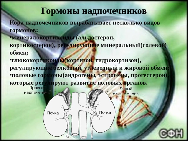 Гормоны надпочечников Кора надпочечников вырабатывает несколько видов гормонов: минералокортикоиды (альдостерон, кортикостерон), регулирующие минеральный(солевой) обмен; глюкокортикоиды(кортизон, гидрокортизон), регулирующие белковый, углеводный и жировой обмен; половые гормоны(андрогены, эстрогены, прогестерон), которые регулируют развитие половых органов. 