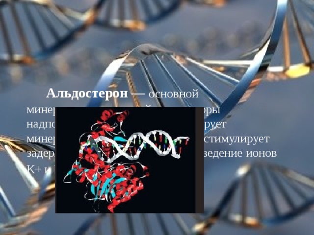      Альдостерон — основной минералокортикоидный гормон коры надпочечников у человека. Регулирует минеральный обмен в организме: стимулирует задержку ионов Na+ в крови и выведение ионов К+ и Н+.    