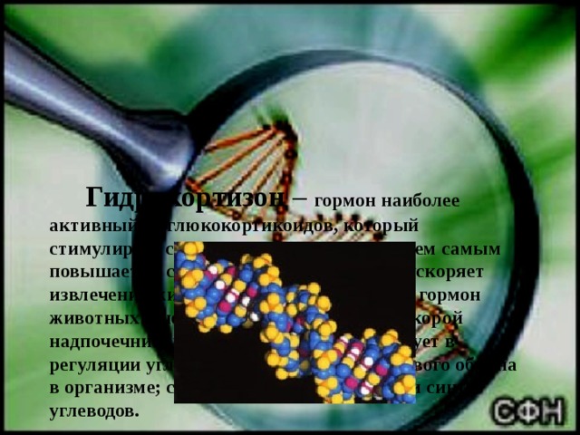        Гидрокортизон – гормон наиболее активный из глюкокортикоидов, который стимулирует синтез глюкозы в печени и тем самым повышает её содержание в крови, также ускоряет извлечение жиров из жировой клетчатки. гормон животных и человека, вырабатываемый корой надпочечников (кортикостероид). Участвует в регуляции углеводного, белкового и жирового обмена в организме; стимулирует распад белков и синтез углеводов. 