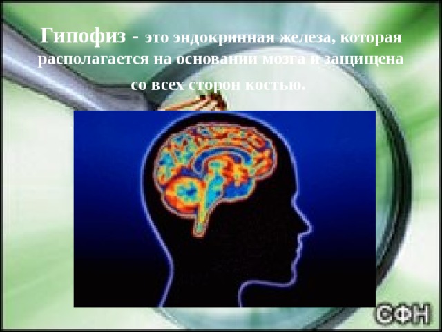 Гипофиз -  это эндокринная железа, которая располагается на основании мозга и защищена со всех сторон костью.  