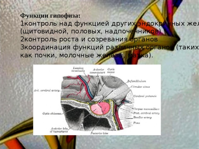 Функции гипофиза: 1 контроль над функцией других эндокринных желез (щитовидной, половых, надпочечников) 2 контроль роста и созревания органов 3 координация функций различных органов (таких как почки, молочные железы, матка). 
