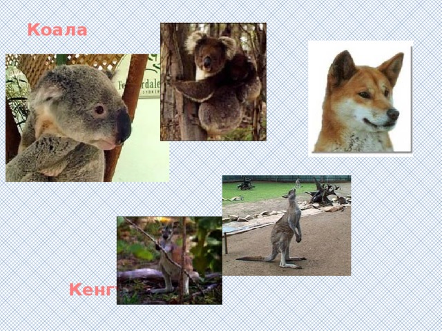 Коала      Динго       Кенгуру 
