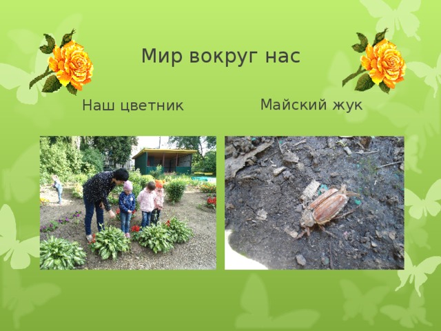 Мир вокруг нас Наш цветник Майский жук 