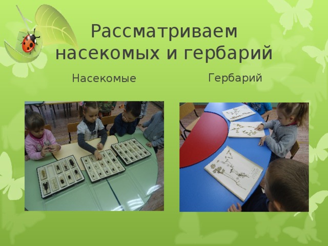 Рассматриваем насекомых и гербарий Насекомые Гербарий 