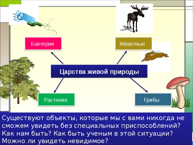 Бактерии  Животные  Царства  живой  природы Растения Грибы  Существуют объекты, которые мы с вами никогда не сможем увидеть без специальных приспособлений? Как нам быть? Как быть ученым в этой ситуации? Можно ли увидеть невидимое?  