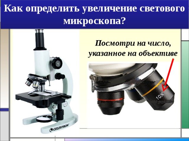 Как определить увеличение светового микроскопа? Посмотри на число, указанное на объективе 