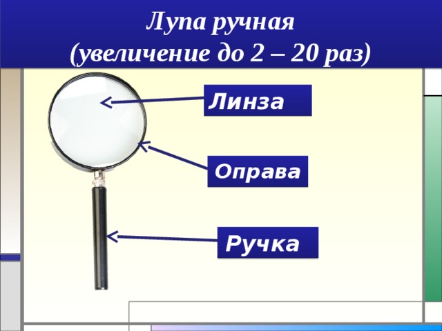 Лупа ручная  (увеличение до 2 – 20 раз) Линза Оправа  Можно ли с помощью лупы рассмотреть очень мелкие объекты или изучить их строение? Ручка  