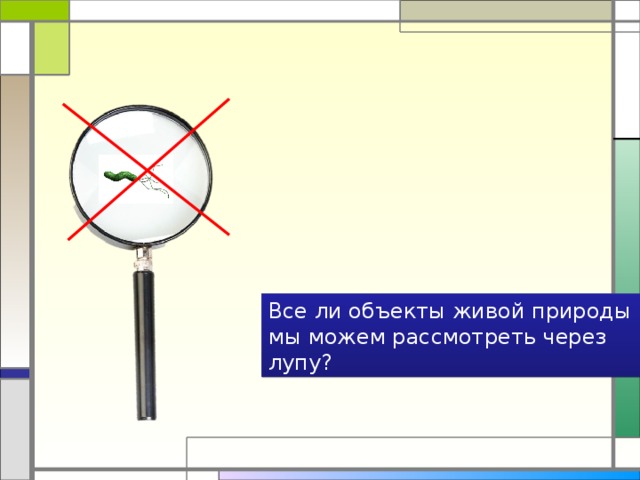 Все ли объекты живой природы мы можем рассмотреть через лупу? 