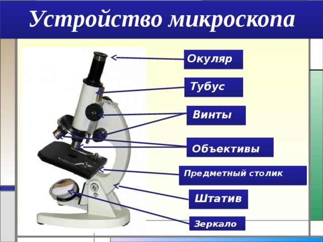 Устройство микроскопа Окуляр Тубус  Винты  Объективы  Предметный столик  Штатив  Зеркало  