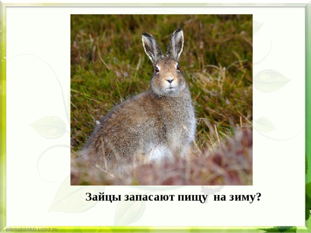 Зайцы запасают пищу на зиму? 