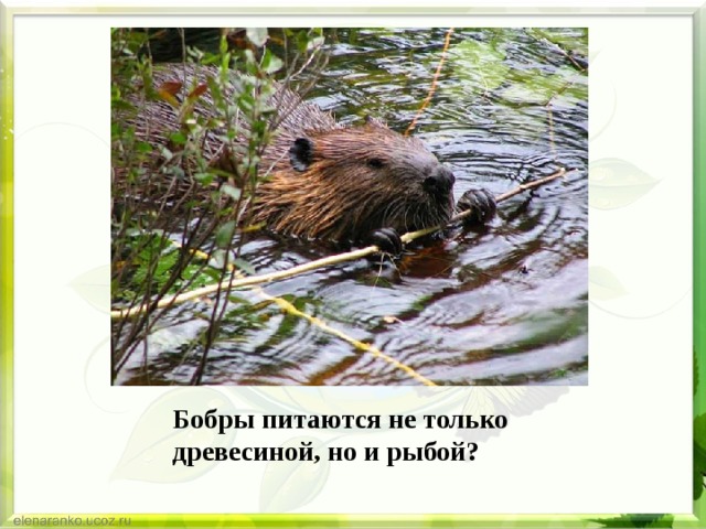 Бобры питаются не только древесиной, но и рыбой? 
