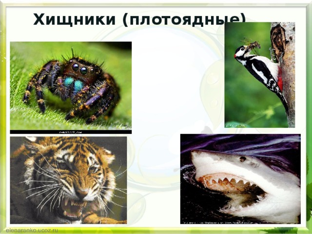 Хищники (плотоядные) 