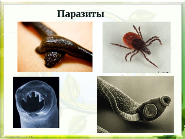 Паразиты 