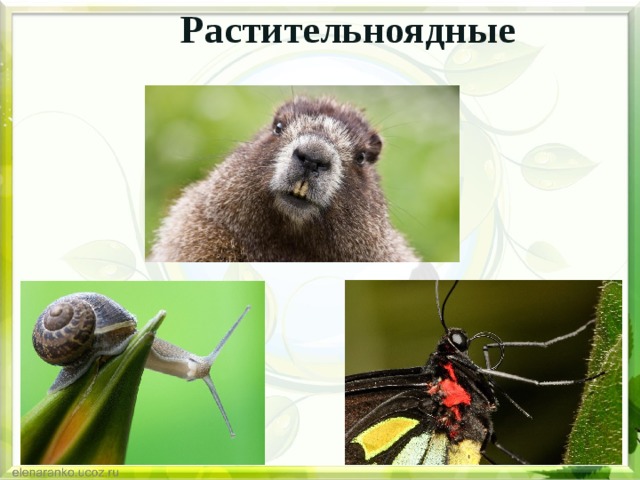 Растительноядные 