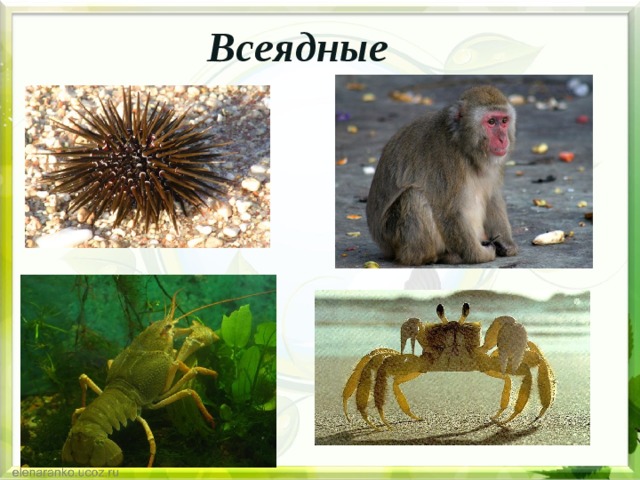 Всеядные 