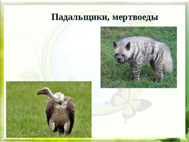 Падальщики, мертвоеды 