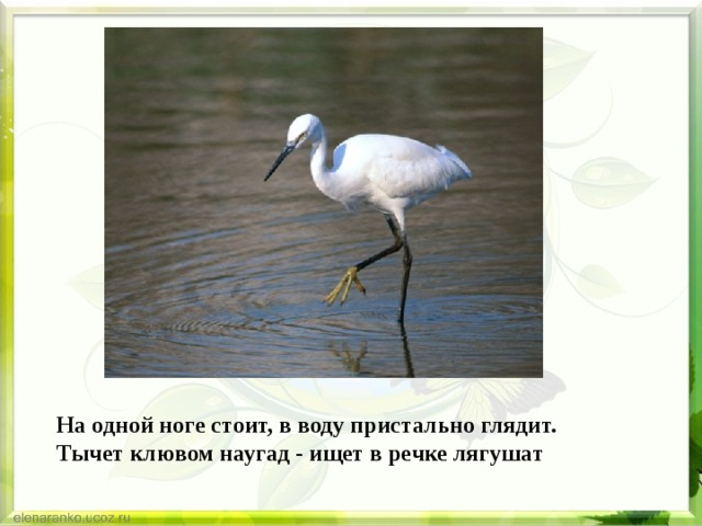 На одной ноге стоит, в воду пристально глядит.  Тычет клювом наугад - ищет в речке лягушат 
