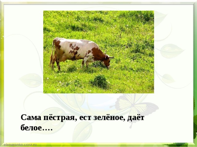Сама пёстрая, ест зелёное, даёт белое…. 