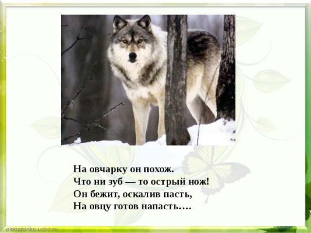 На овчарку он похож. Что ни зуб — то острый нож! Он бежит, оскалив пасть, На овцу готов напасть…. 