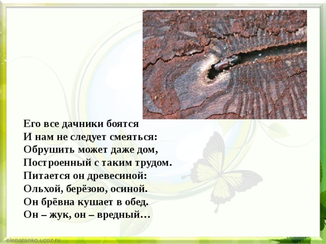 Его все дачники боятся  И нам не следует смеяться:  Обрушить может даже дом,  Построенный с таким трудом.  Питается он древесиной:  Ольхой, берёзою, осиной.  Он брёвна кушает в обед.  Он – жук, он – вредный… 