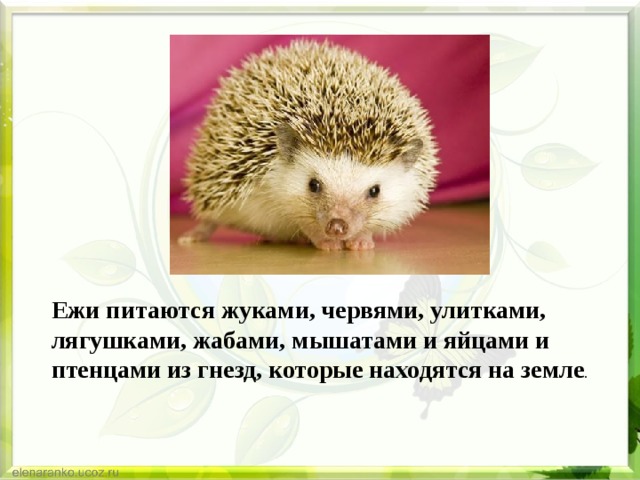 Ежи питаются жуками, червями, улитками, лягушками, жабами, мышатами и яйцами и птенцами из гнезд, которые находятся на земле . 