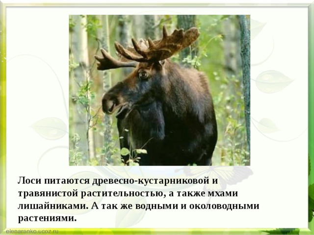 Лоси питаются древесно-кустарниковой и травянистой растительностью, а также мхами лишайниками. А так же водными и околоводными растениями. 
