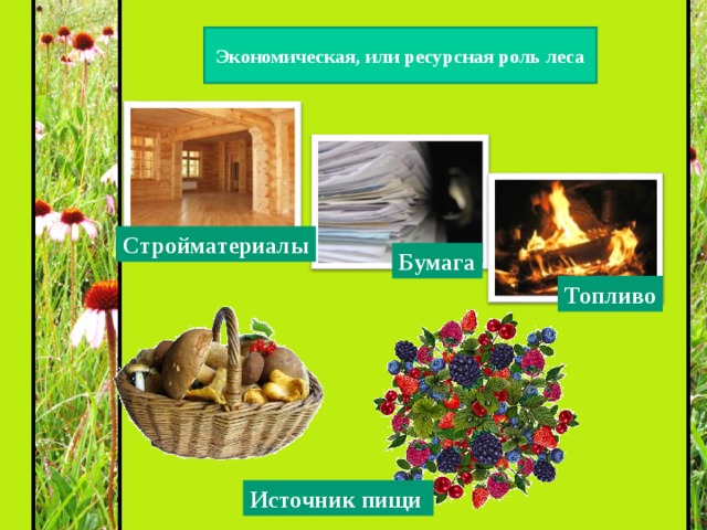 Экономическая, или ресурсная роль леса Стройматериалы Бумага Топливо Источник пищи   