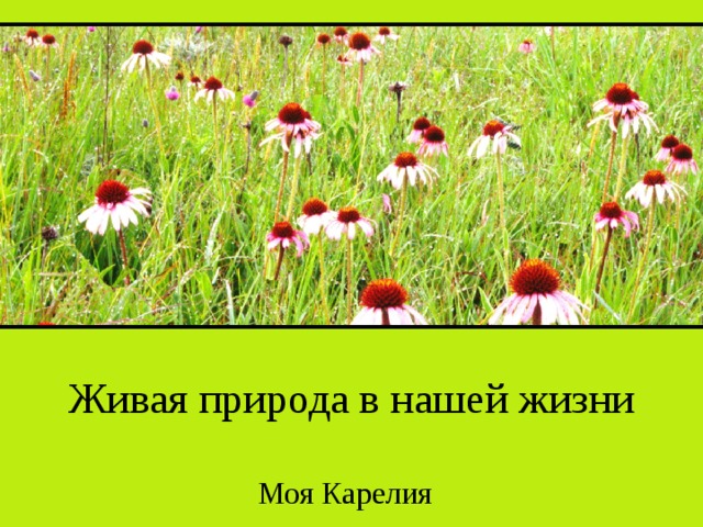Живая природа в нашей жизни Моя Карелия 