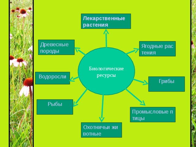 Лекарственные растения Древесные породы Ягодные растения Биологические ресурсы Водоросли Грибы Рыбы Промысловые птицы Охотничьи животные 