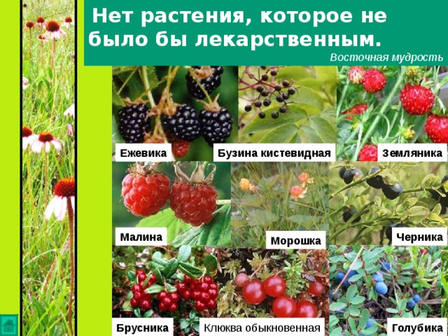 Нет растения, которое не было бы лекарственным.   Восточная мудрость Земляника Ежевика Бузина кистевидная Малина Черника Морошка Голубика Клюква обыкновенная Брусника 