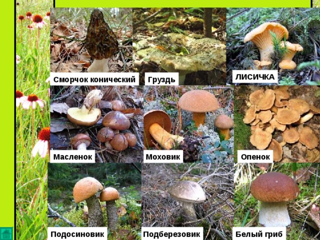 ЛИСИЧКА Груздь Сморчок конический Моховик Масленок Опенок Подосиновик Белый гриб Подберезовик 