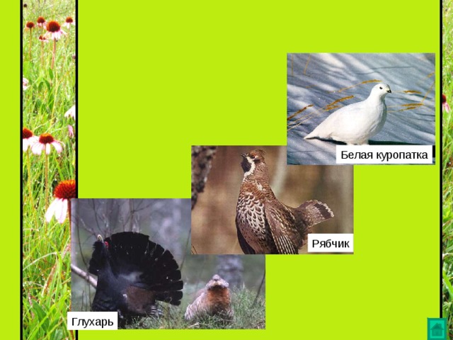 Белая куропатка Рябчик Глухарь 