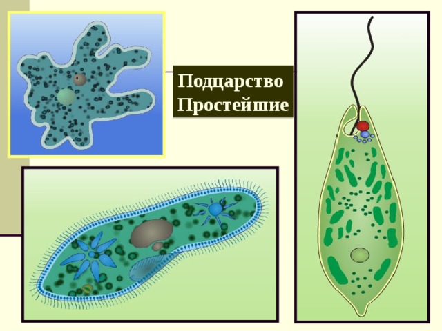 Подцарство Простейшие 
