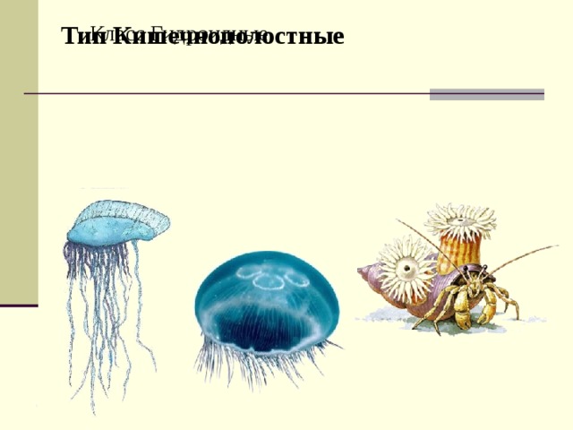 Тип Кишечнополостные Класс Гидроидные Тип Кишечнополостные Класс Гидроидные 