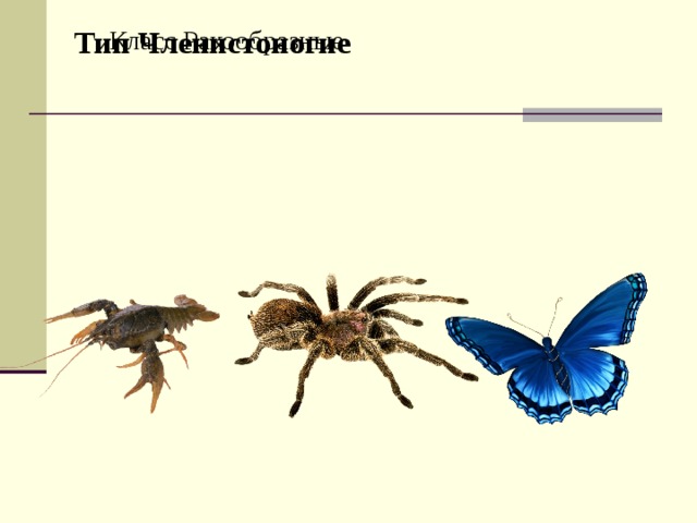 Тип Членистоногие Класс Ракообразные Тип Членистоногие Класс Ракообразные 