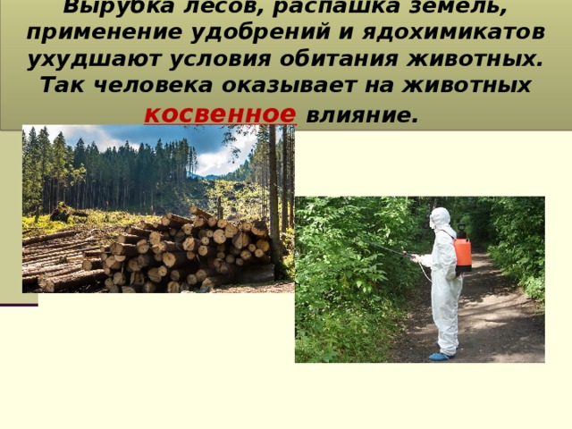 Вырубка лесов, распашка земель, применение удобрений и ядохимикатов ухудшают условия обитания животных. Так человека оказывает на животных косвенное  влияние. 