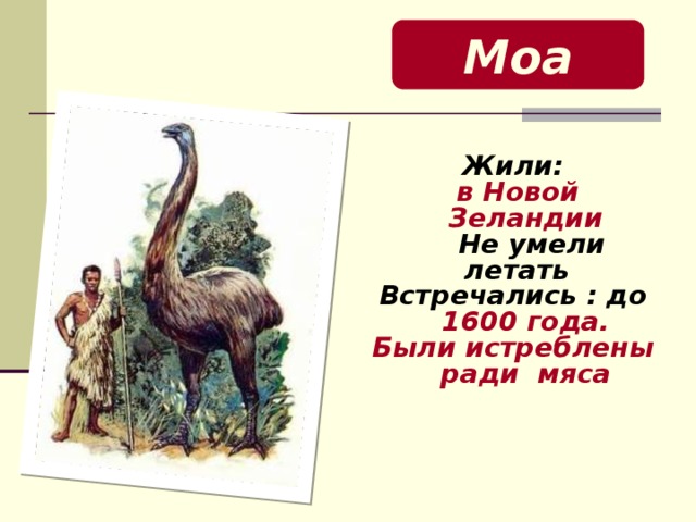 Моа  Жили:  в Новой Зеландии  Не умели летать Встречались : до 1600 года. Были истреблены ради мяса    